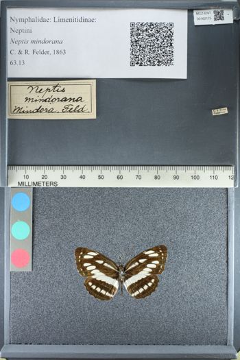 Media type: image; Entomology 162175
